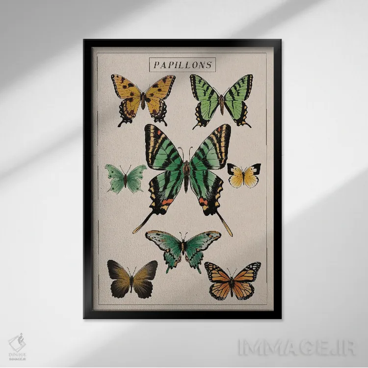 تابلو دکوراتیو نمودار پروانه های قدیمی اثر ستردی ایونینگ پست - نمای قابدار مشکی
