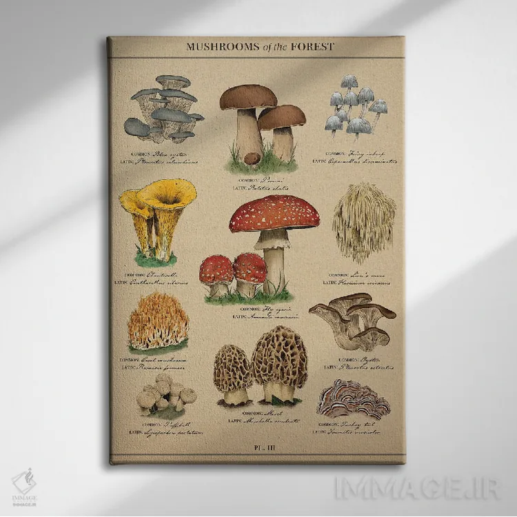 تابلو دکوراتیو نقشه قدیمی قارچ شناسی اثر ستردی ایونینگ پست - نمای روبهرو روی دیوار