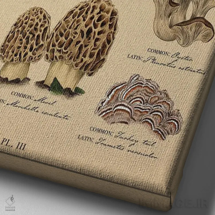 تابلو دکوراتیو نقشه قدیمی قارچ شناسی اثر ستردی ایونینگ پست - نمای نزدیک بافت بوم