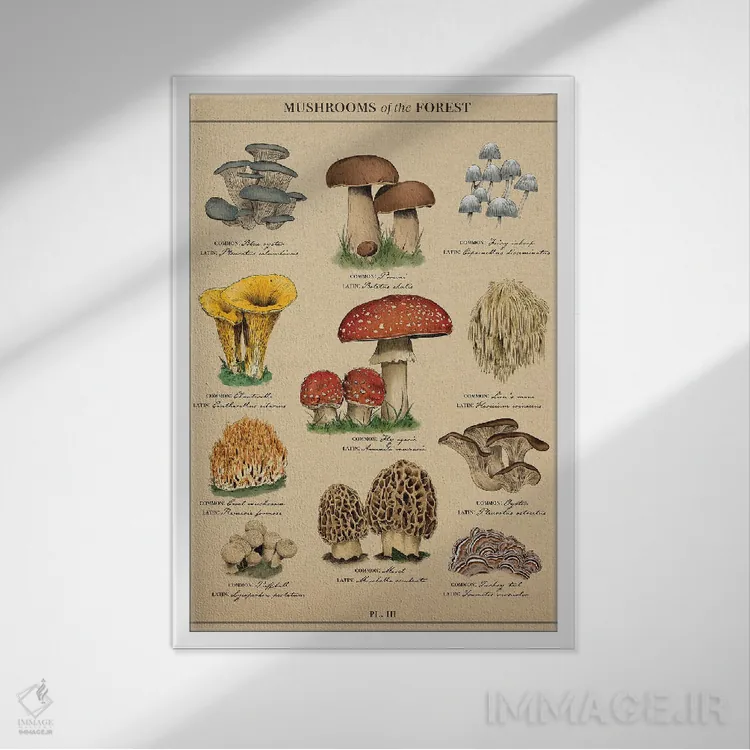 تابلو دکوراتیو نقشه قدیمی قارچ شناسی اثر ستردی ایونینگ پست - نمای قابدار سفید
