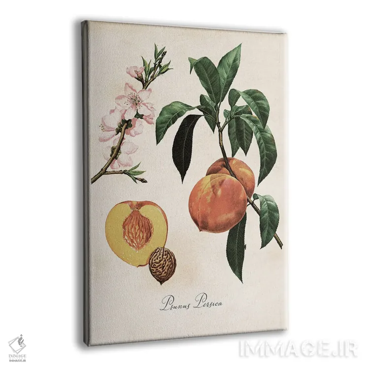 تابلو دکوراتیو نقشه گیاهی هلو اثر ستردی ایونینگ پست - نمای پرسپکتیو محصول