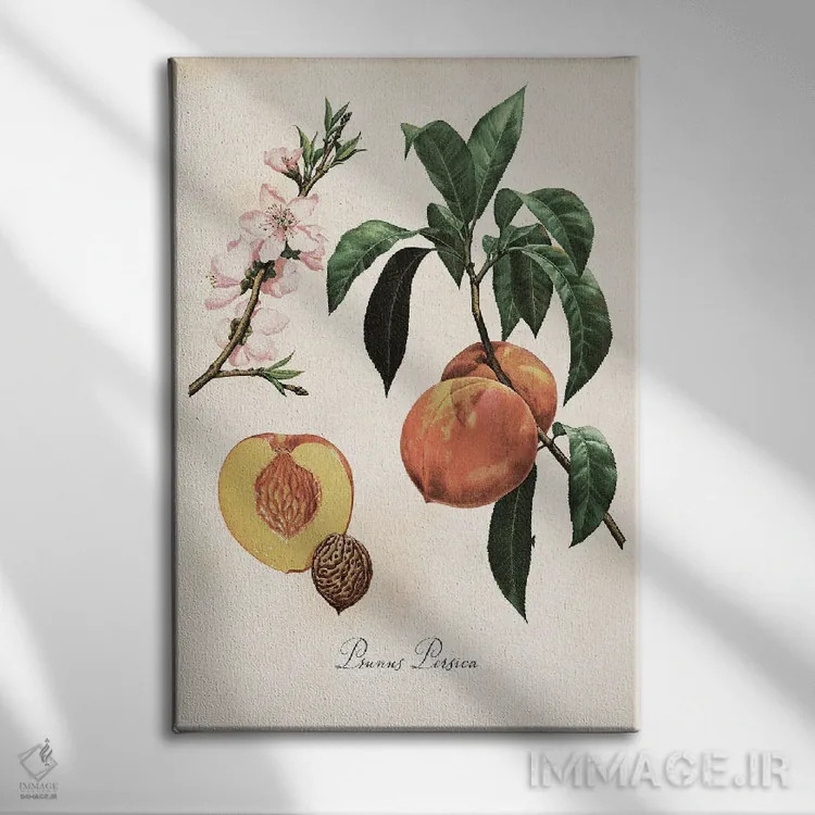 تابلو دکوراتیو نقشه گیاهی هلو اثر ستردی ایونینگ پست - نمای روبهرو روی دیوار