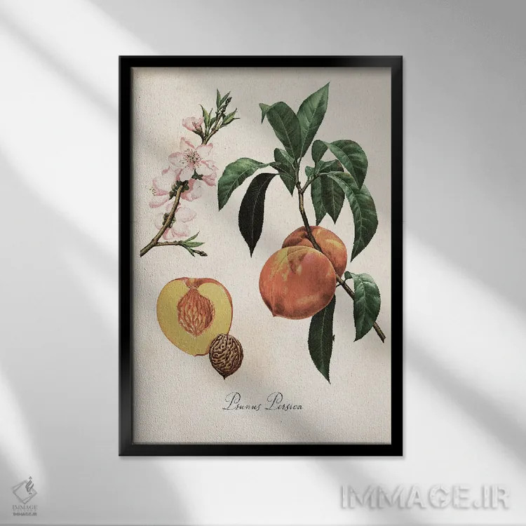 تابلو دکوراتیو نقشه گیاهی هلو اثر ستردی ایونینگ پست - نمای قابدار مشکی