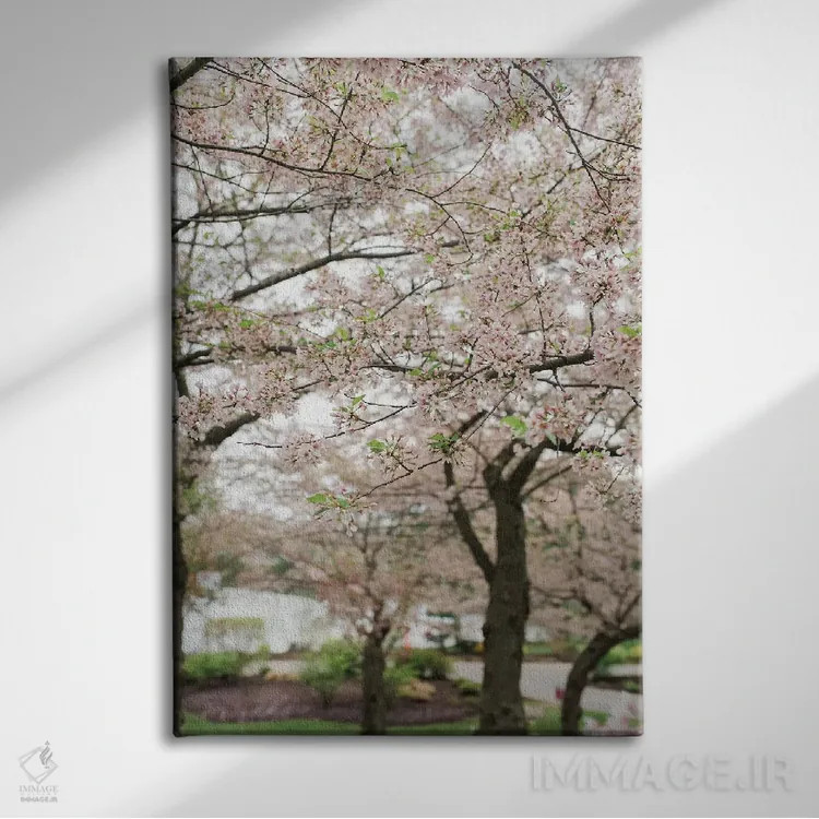 تابلو دکوراتیو شکوفه های گیلاس اثر چلسیا ویکتوریا - نمای روبهرو روی دیوار