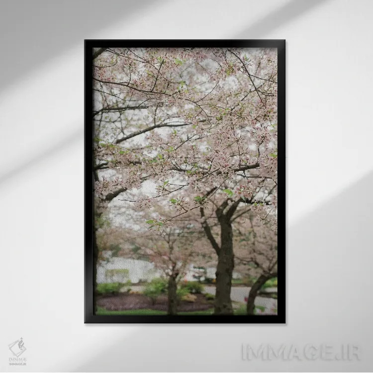 تابلو دکوراتیو شکوفه های گیلاس اثر چلسیا ویکتوریا - نمای قابدار مشکی