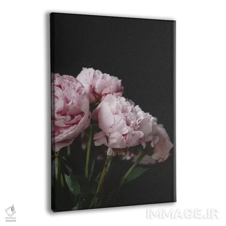 تابلو دکوراتیو صدتومانی های صورتی روی زمینه سیاه ۱ اثر چلسیا ویکتوریا - نمای پرسپکتیو محصول