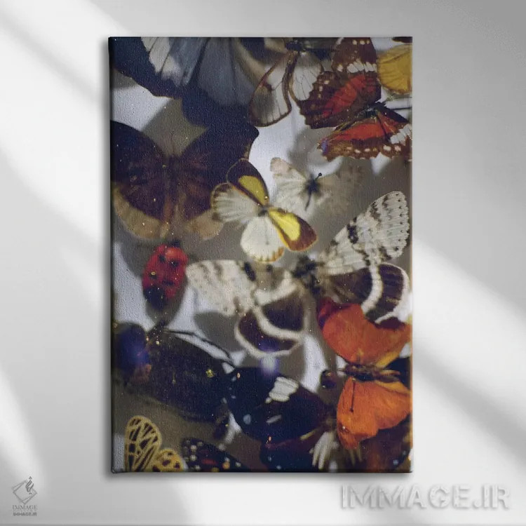تابلو دکوراتیو مجموعه پروانه ها اثر چلسیا ویکتوریا - نمای روبهرو روی دیوار