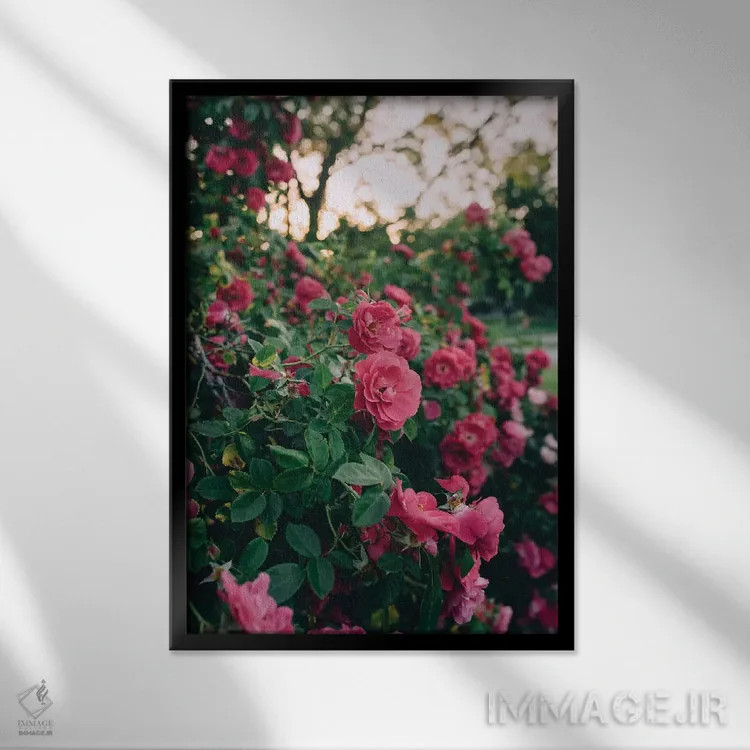 تابلو دکوراتیو بوته گل رز ۲ اثر چلسیا ویکتوریا - نمای قابدار مشکی