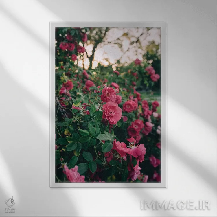 تابلو دکوراتیو بوته گل رز ۲ اثر چلسیا ویکتوریا - نمای قابدار سفید