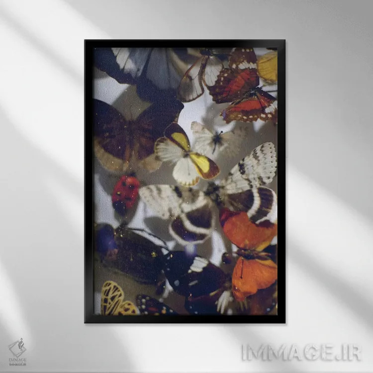 تابلو دکوراتیو مجموعه پروانه ها اثر چلسیا ویکتوریا - نمای قابدار مشکی