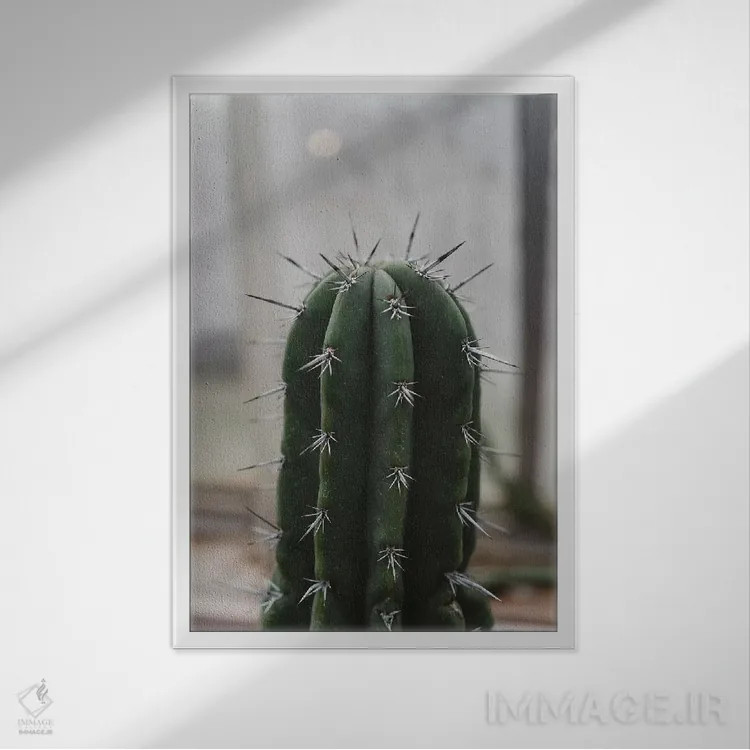تابلو دکوراتیو کاکتوس خاردار اثر چلسیا ویکتوریا - نمای قابدار سفید