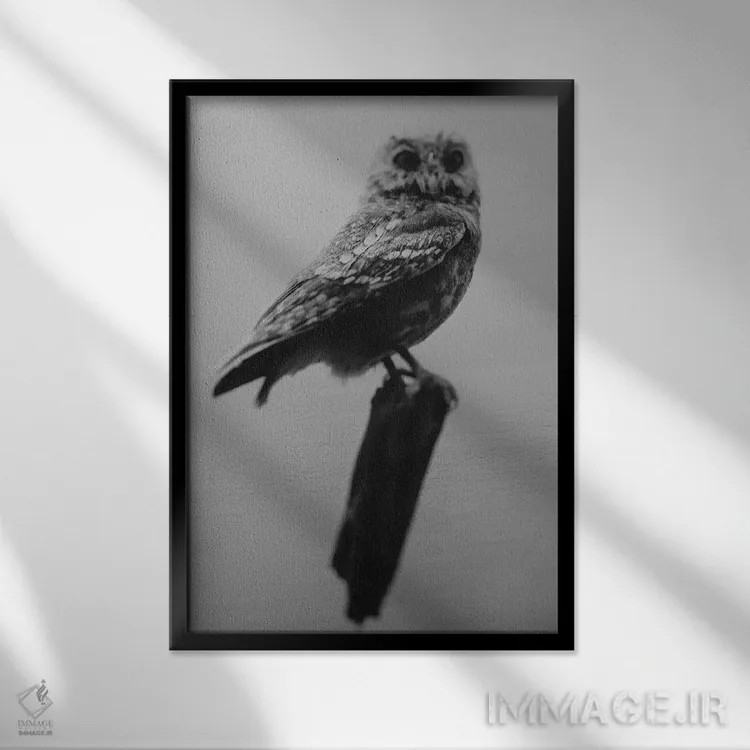 تابلو دکوراتیو جغد کنجکاو اثر چلسیا ویکتوریا - نمای قابدار مشکی