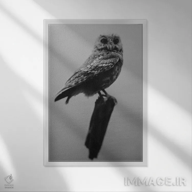 تابلو دکوراتیو جغد کنجکاو اثر چلسیا ویکتوریا - نمای قابدار سفید