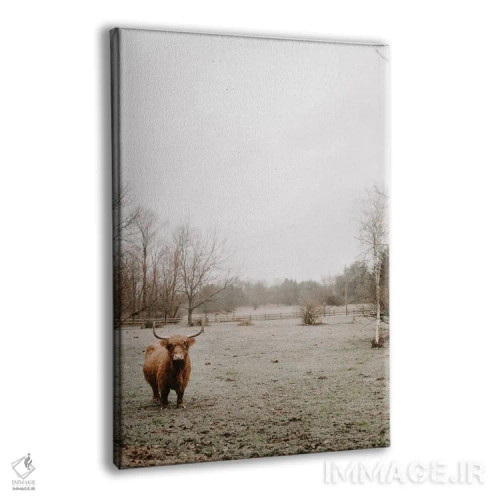تابلو دکوراتیو گاو هایلند مه آلود اثر چلسیا ویکتوریا - نمای پرسپکتیو محصول