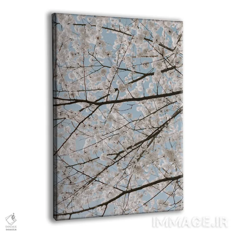 تابلو دکوراتیو شکوفه های سفید گیلاس اثر چلسیا ویکتوریا - نمای پرسپکتیو محصول