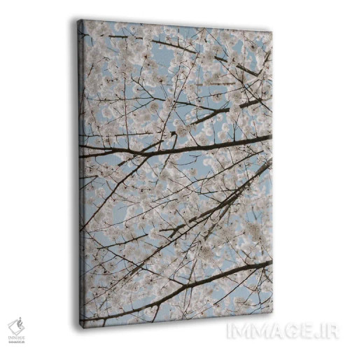 تابلو دکوراتیو شکوفه های سفید گیلاس اثر چلسیا ویکتوریا - نمای پرسپکتیو محصول