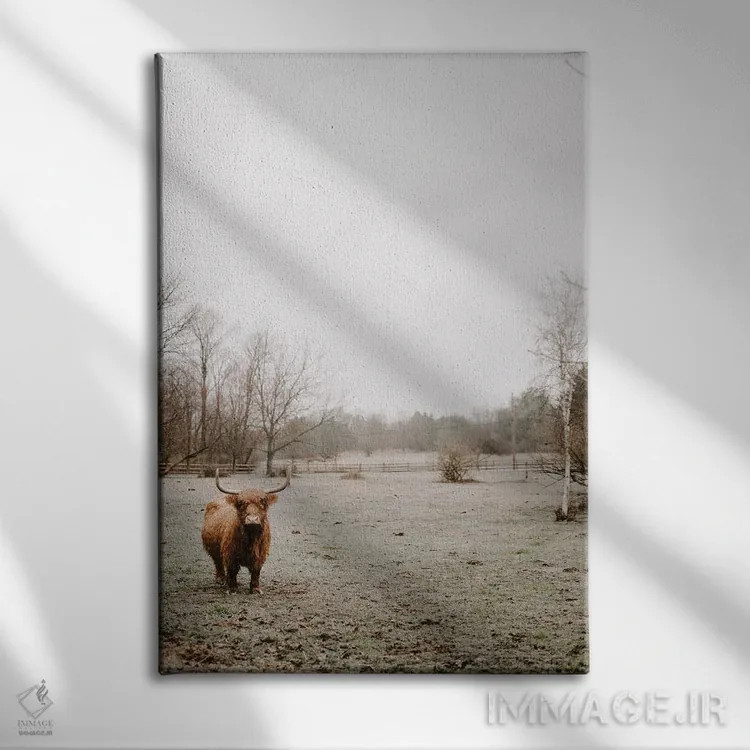 تابلو دکوراتیو گاو هایلند مه آلود اثر چلسیا ویکتوریا - نمای روبهرو روی دیوار