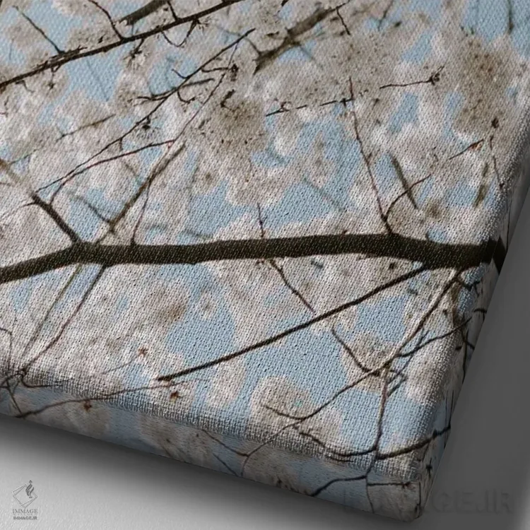 تابلو دکوراتیو شکوفه های سفید گیلاس اثر چلسیا ویکتوریا - نمای نزدیک بافت بوم