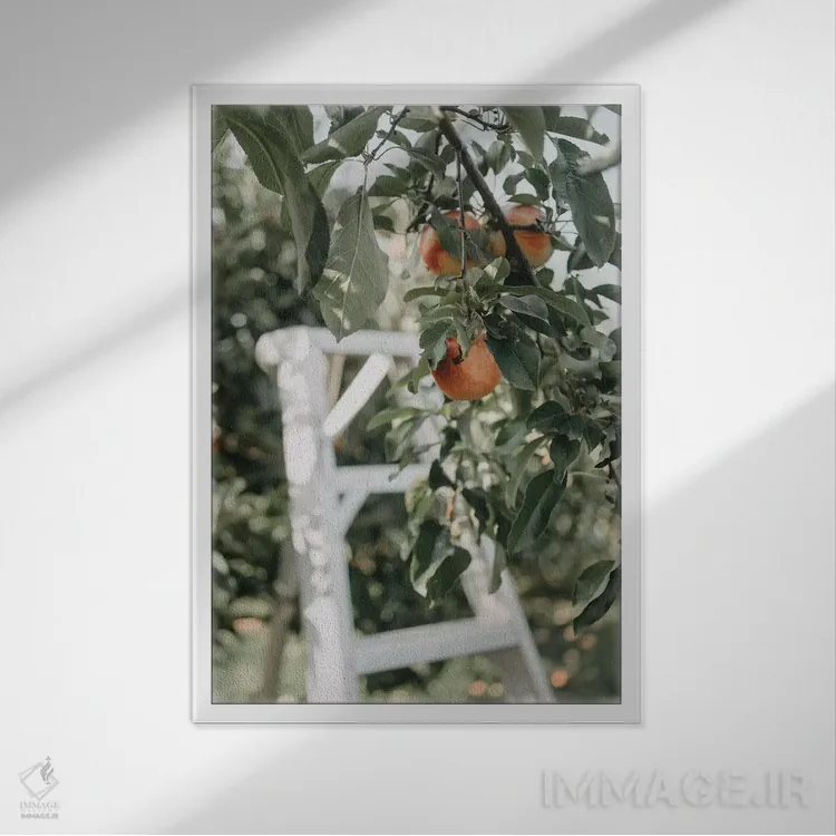 تابلو مدرن سیب ها در باغ اثر چلسیا ویکتوریا - نمای قابدار سفید