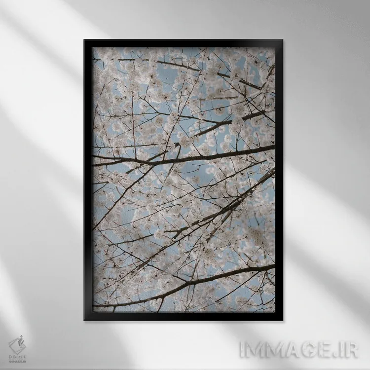 تابلو دکوراتیو شکوفه های سفید گیلاس اثر چلسیا ویکتوریا - نمای قابدار مشکی