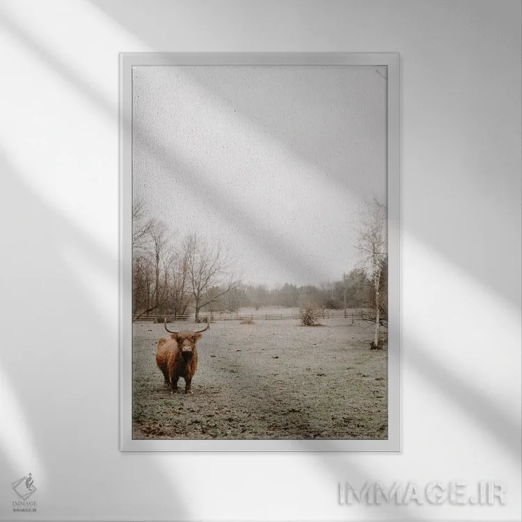 تابلو دکوراتیو گاو هایلند مه آلود اثر چلسیا ویکتوریا - نمای قابدار سفید