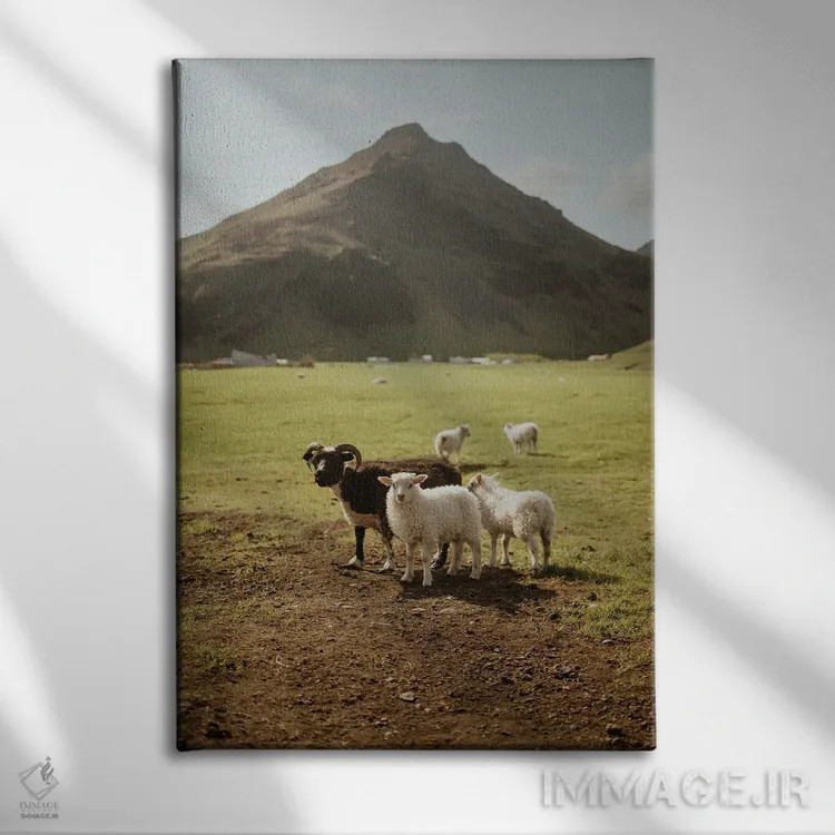 تابلو دکوراتیو گوسفندان ایسلندی اثر چلسیا ویکتوریا - نمای روبهرو روی دیوار