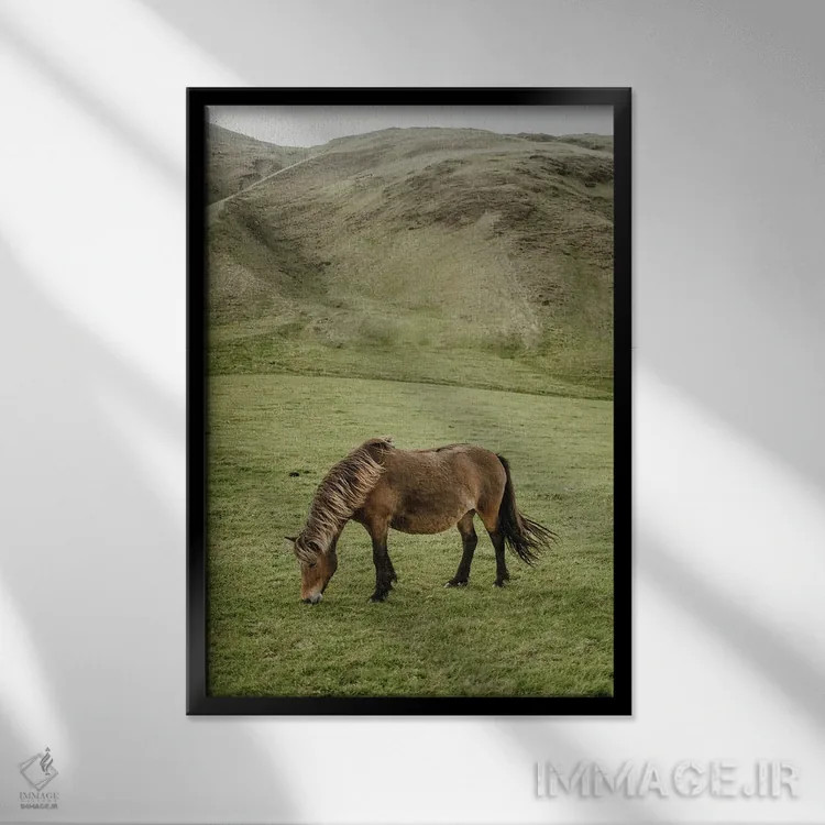 تابلو دکوراتیو اسب ایسلندی اثر چلسیا ویکتوریا - نمای قابدار مشکی