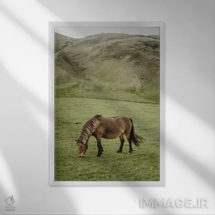 تابلو دکوراتیو اسب ایسلندی اثر چلسیا ویکتوریا - نمای قابدار سفید