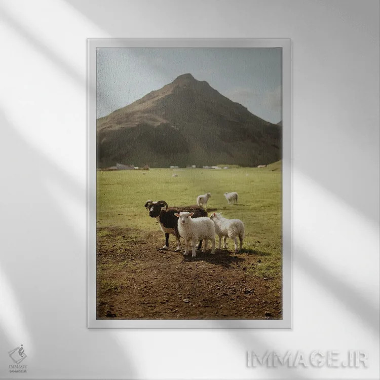 تابلو دکوراتیو گوسفندان ایسلندی اثر چلسیا ویکتوریا - نمای قابدار سفید