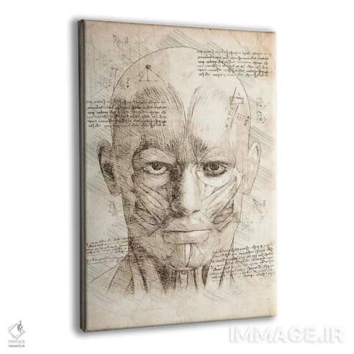 تابلو دکوراتیو عضلات صورت و سر انسان اثر کورنل ولاد - نمای پرسپکتیو محصول