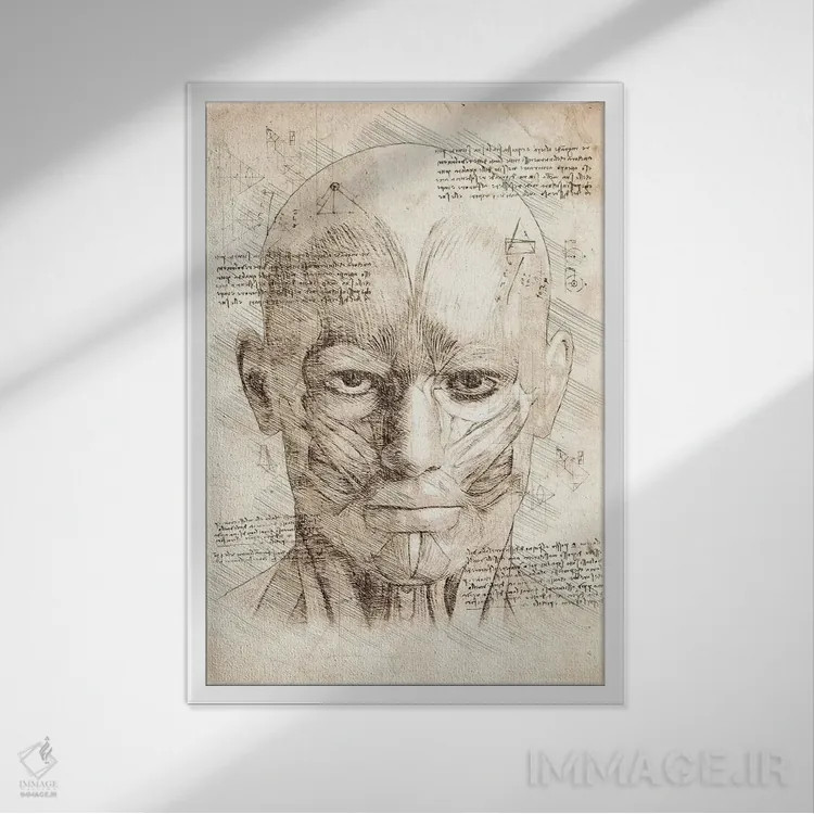 تابلو دکوراتیو عضلات صورت و سر انسان اثر کورنل ولاد - نمای قابدار سفید