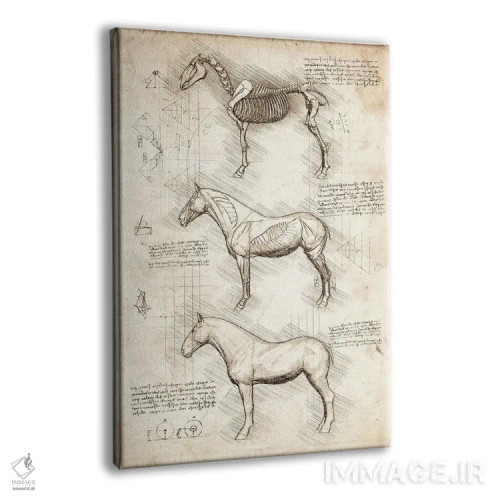 تابلو دکوراتیو کالبدشناسی اسب اثر کورنل ولاد - نمای پرسپکتیو محصول