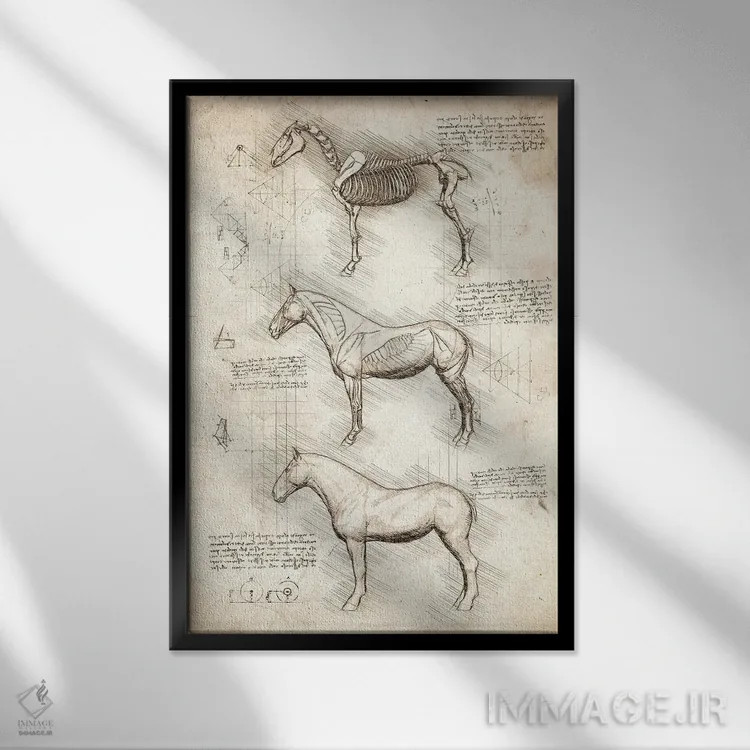 تابلو دکوراتیو کالبدشناسی اسب اثر کورنل ولاد - نمای قابدار مشکی