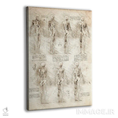 تابلو دکوراتیو عضلات و اسکلت انسان اثر کورنل ولاد - نمای پرسپکتیو محصول
