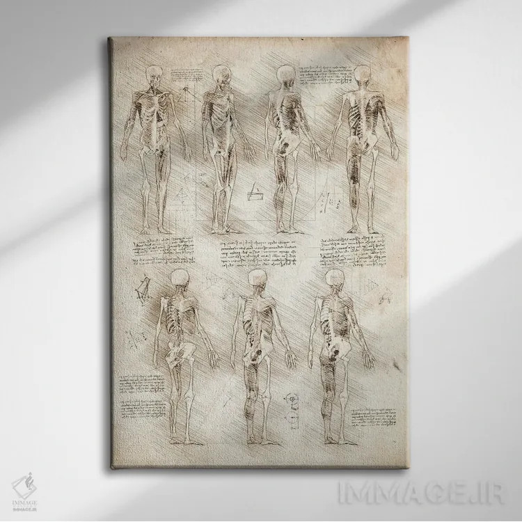 تابلو دکوراتیو عضلات و اسکلت انسان اثر کورنل ولاد - نمای روبهرو روی دیوار