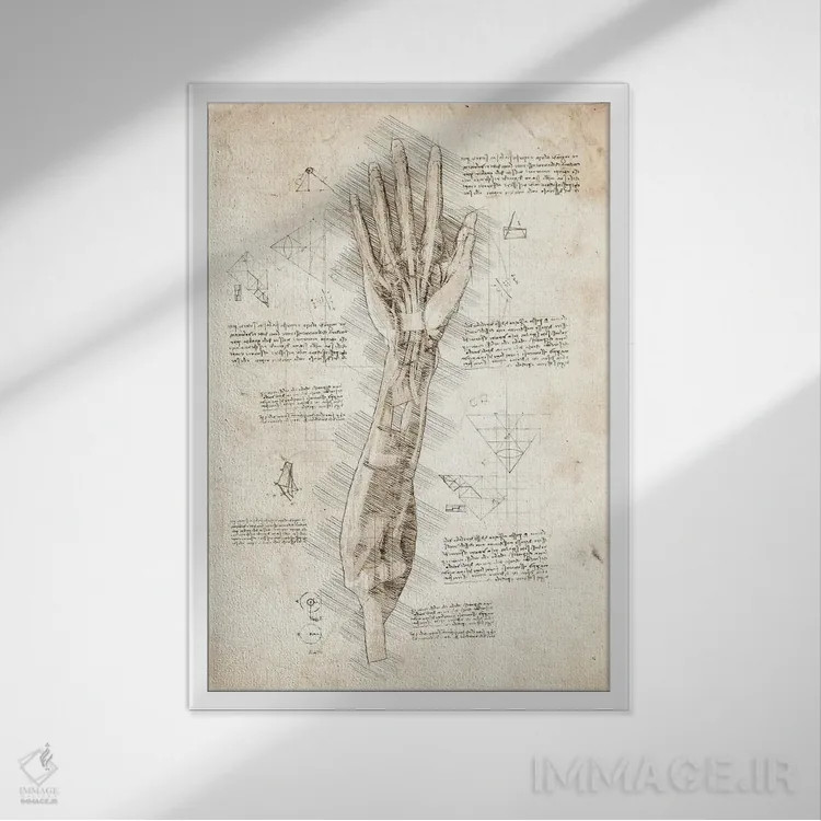 تابلو دکوراتیو کالبدشناسی دست انسان اثر کورنل ولاد - نمای قابدار سفید