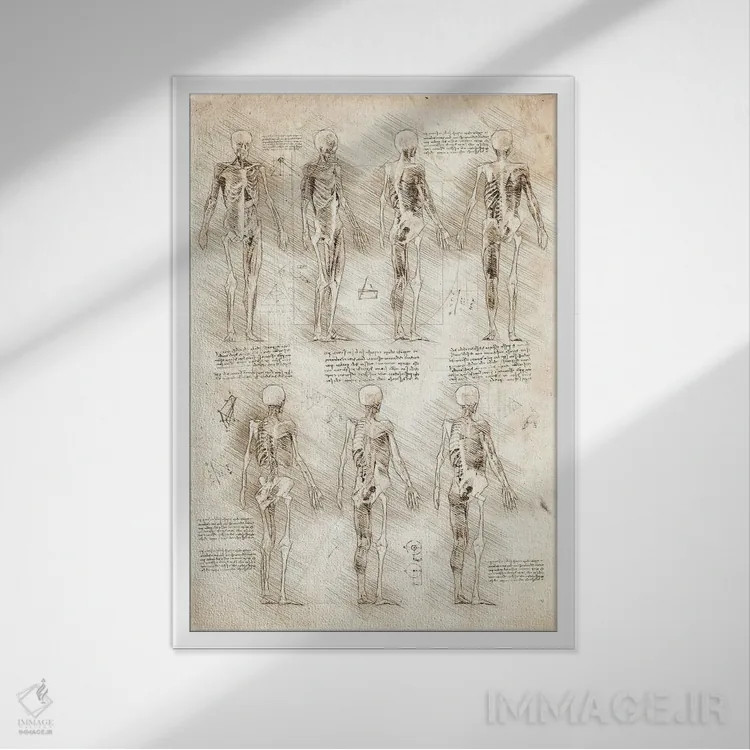 تابلو دکوراتیو عضلات و اسکلت انسان اثر کورنل ولاد - نمای قابدار سفید