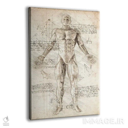 تابلو دکوراتیو کالبدشناسی عضلات مرد انسان اثر کورنل ولاد - نمای پرسپکتیو محصول