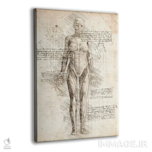 تابلو دکوراتیو کالبدشناسی عضلات زن انسان اثر کورنل ولاد - نمای پرسپکتیو محصول