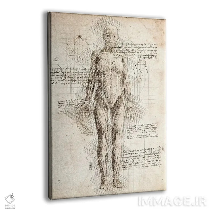 تابلو دکوراتیو کالبدشناسی عضلات زن انسان اثر کورنل ولاد - نمای پرسپکتیو محصول
