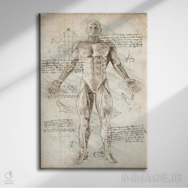 تابلو دکوراتیو کالبدشناسی عضلات مرد انسان اثر کورنل ولاد - نمای روبهرو روی دیوار