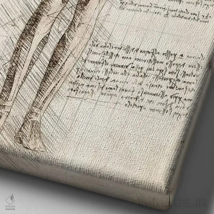 تابلو دکوراتیو کالبدشناسی عضلات زن انسان اثر کورنل ولاد - نمای نزدیک بافت بوم