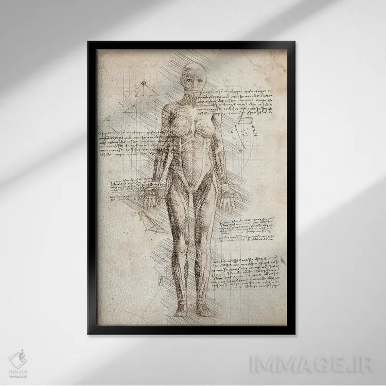 تابلو دکوراتیو کالبدشناسی عضلات زن انسان اثر کورنل ولاد - نمای قابدار مشکی