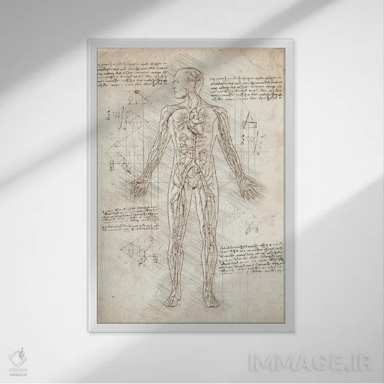 تابلو دکوراتیو دستگاه گردش خون انسان اثر کورنل ولاد - نمای قابدار سفید