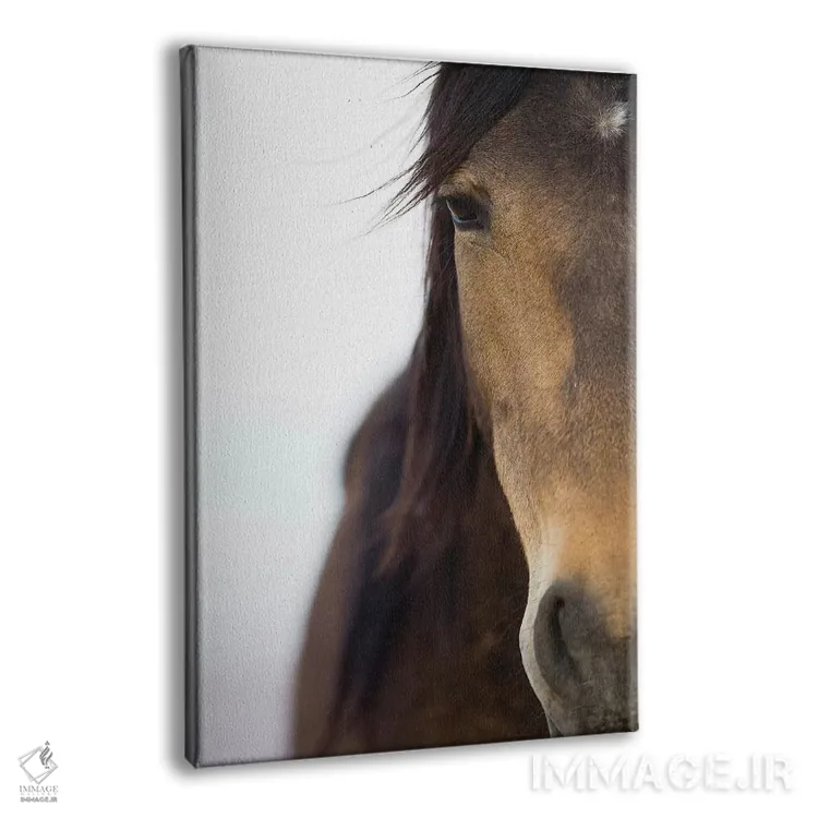 تابلو دکوراتیو Namib-Naukluft National Park, Namibia,اسب صحرای نامیب، پارک… اثر سیریل روسو - نمای پرسپکتیو محصول