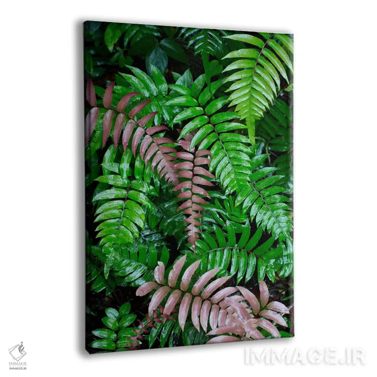 تابلو دکوراتیو Barro Colorado Island, Panama,برگ های سرخس مرطوب در جنگل بار… اثر سیریل روسو - نمای پرسپکتیو محصول