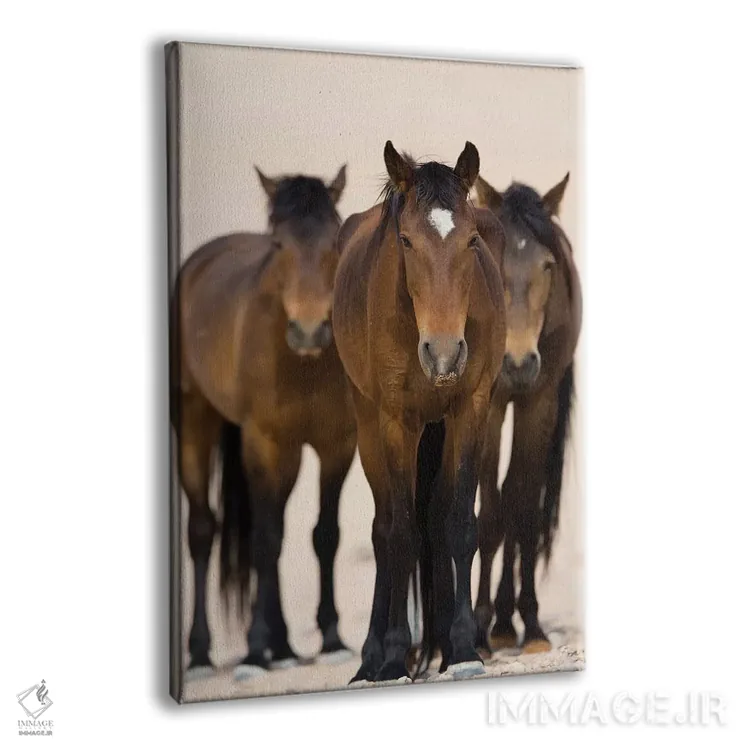 تابلو دکوراتیو Namib-Naukluft National Park, Namibia,سه اسب صحرای نامیب، پا… اثر سیریل روسو - نمای پرسپکتیو محصول