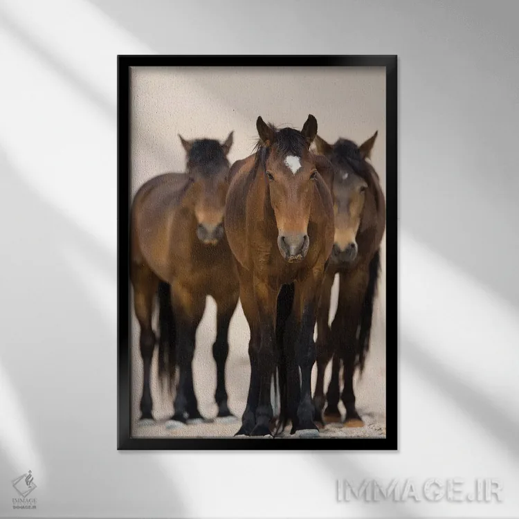 تابلو دکوراتیو Namib-Naukluft National Park, Namibia,سه اسب صحرای نامیب، پا… اثر سیریل روسو - نمای قابدار مشکی
