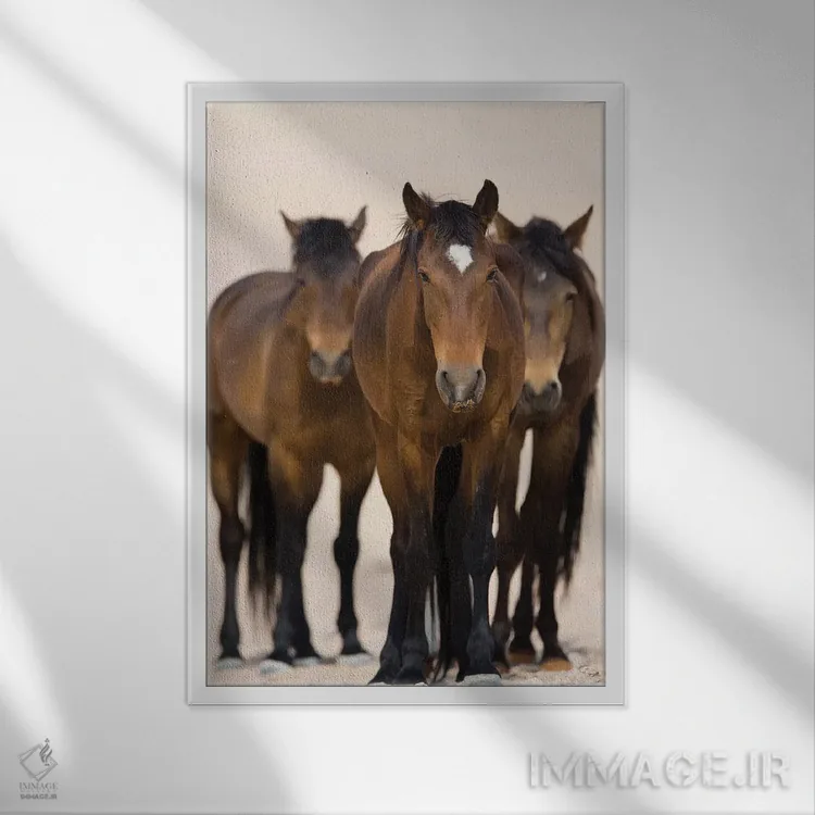 تابلو دکوراتیو Namib-Naukluft National Park, Namibia,سه اسب صحرای نامیب، پا… اثر سیریل روسو - نمای قابدار سفید