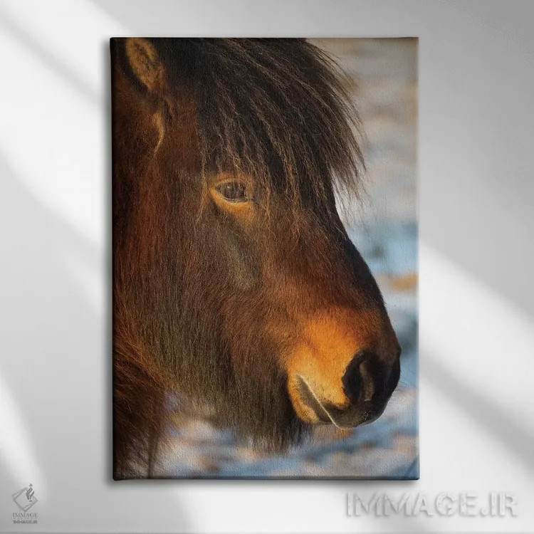 تابلو دکوراتیو اسب های ایسلند ۱ اثر دیوید کلاپ - نمای روبهرو روی دیوار